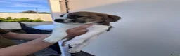 Mixed Breed dogs for sale: Labrador X Whippet Lurcher Puppies 🐶 - Advert 26