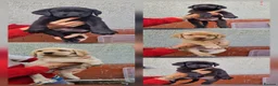 Labrador Retriever dogs for sale: 10 beautiful pedigree labrador pups in Pontypool - Advert 21