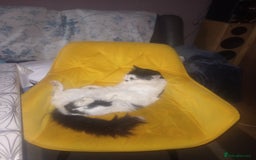 Mixed Breed cats for sale: Amazing kitten's  - Advert 21