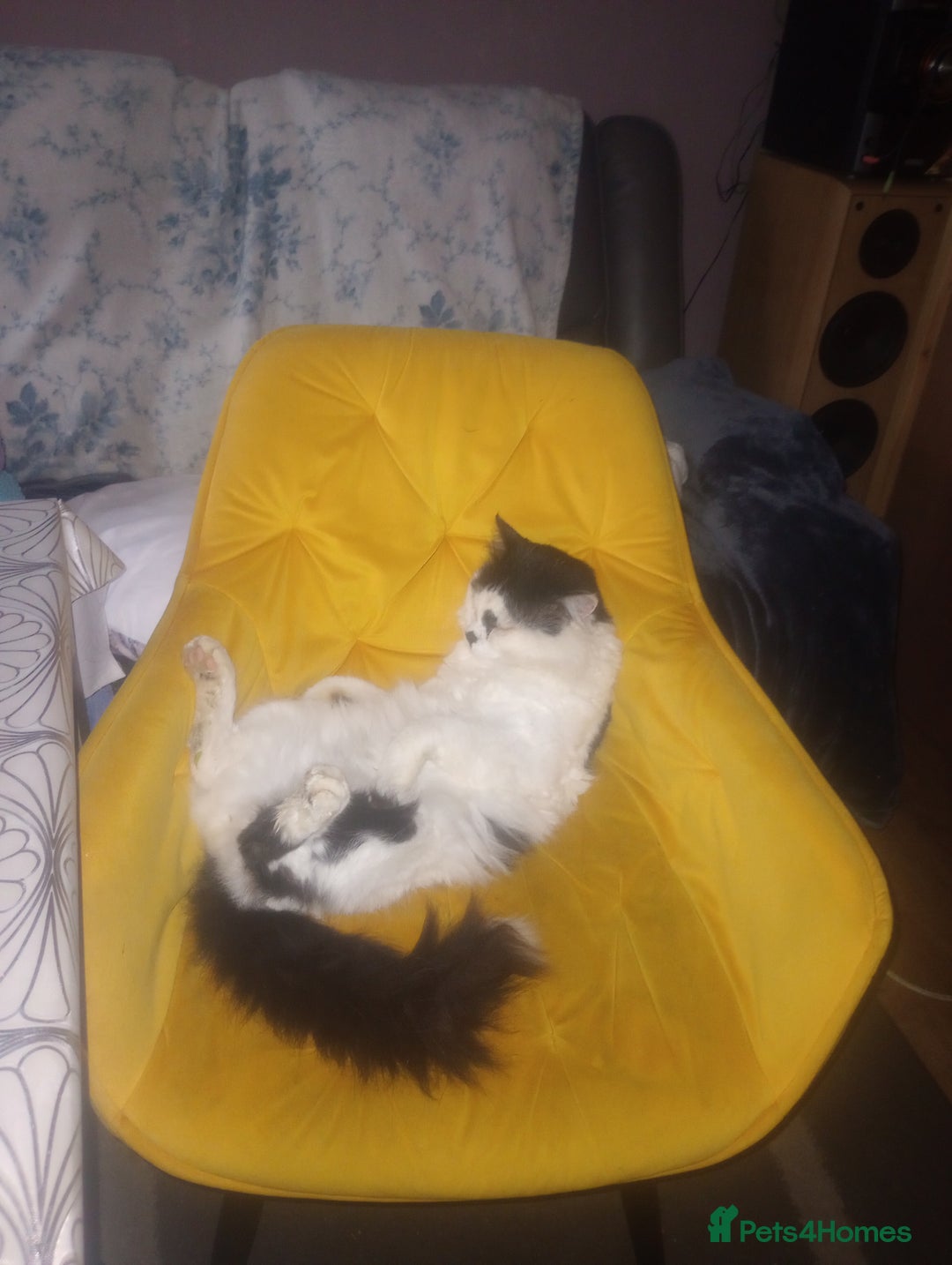 Mixed Breed cats for sale: Amazing kitten's  - Advert 21