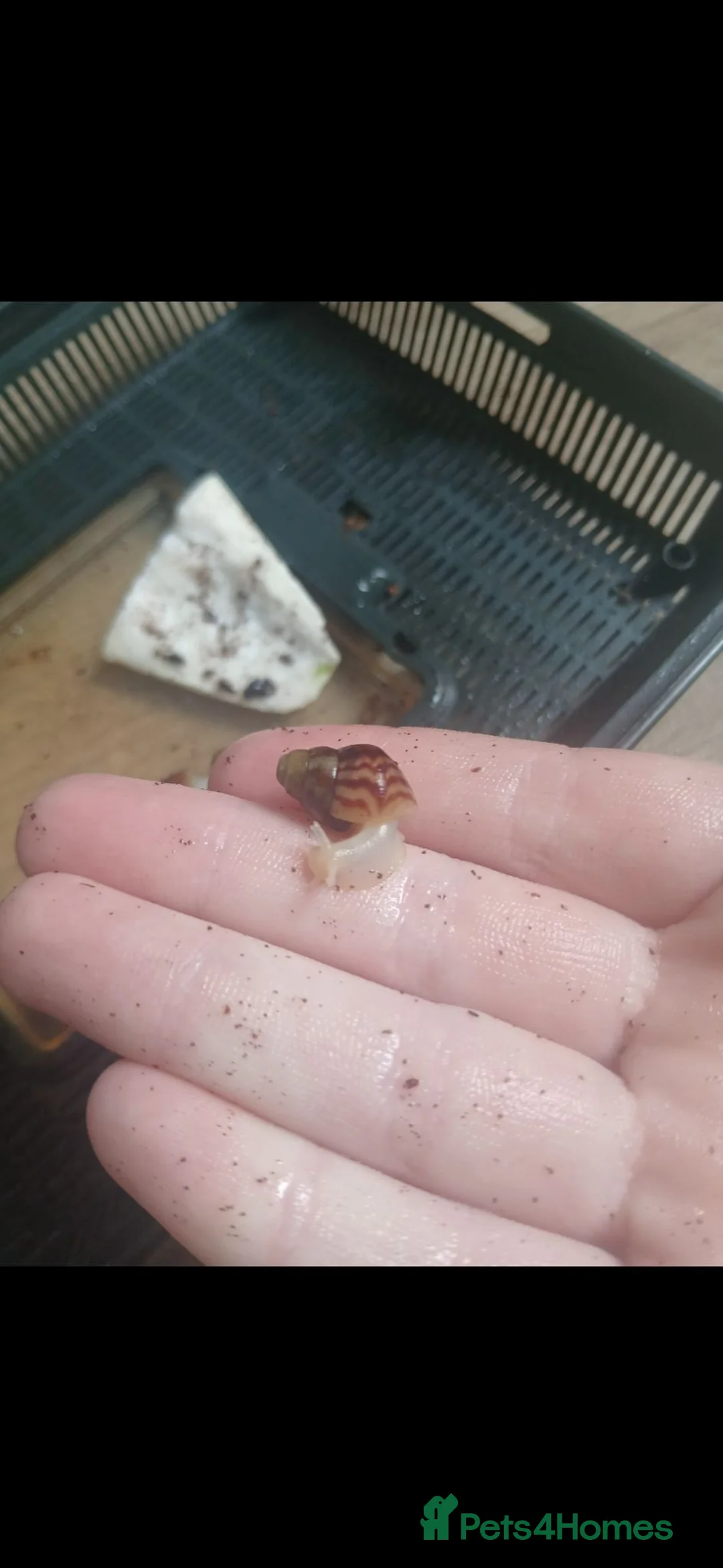 Snails invertebrates for sale: Giant African land snails for sale  - Advert 2