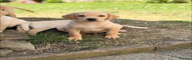 Labrador Retriever 2