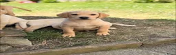 Labrador Retriever dogs for sale: Outstanding litter of labrador puppies - Advert 4
