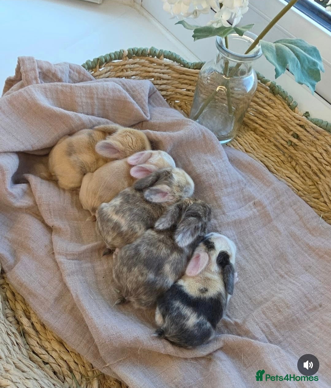 Mini Lop rabbits Gorgeous harli litter of pure bred mini lops - Advert 1