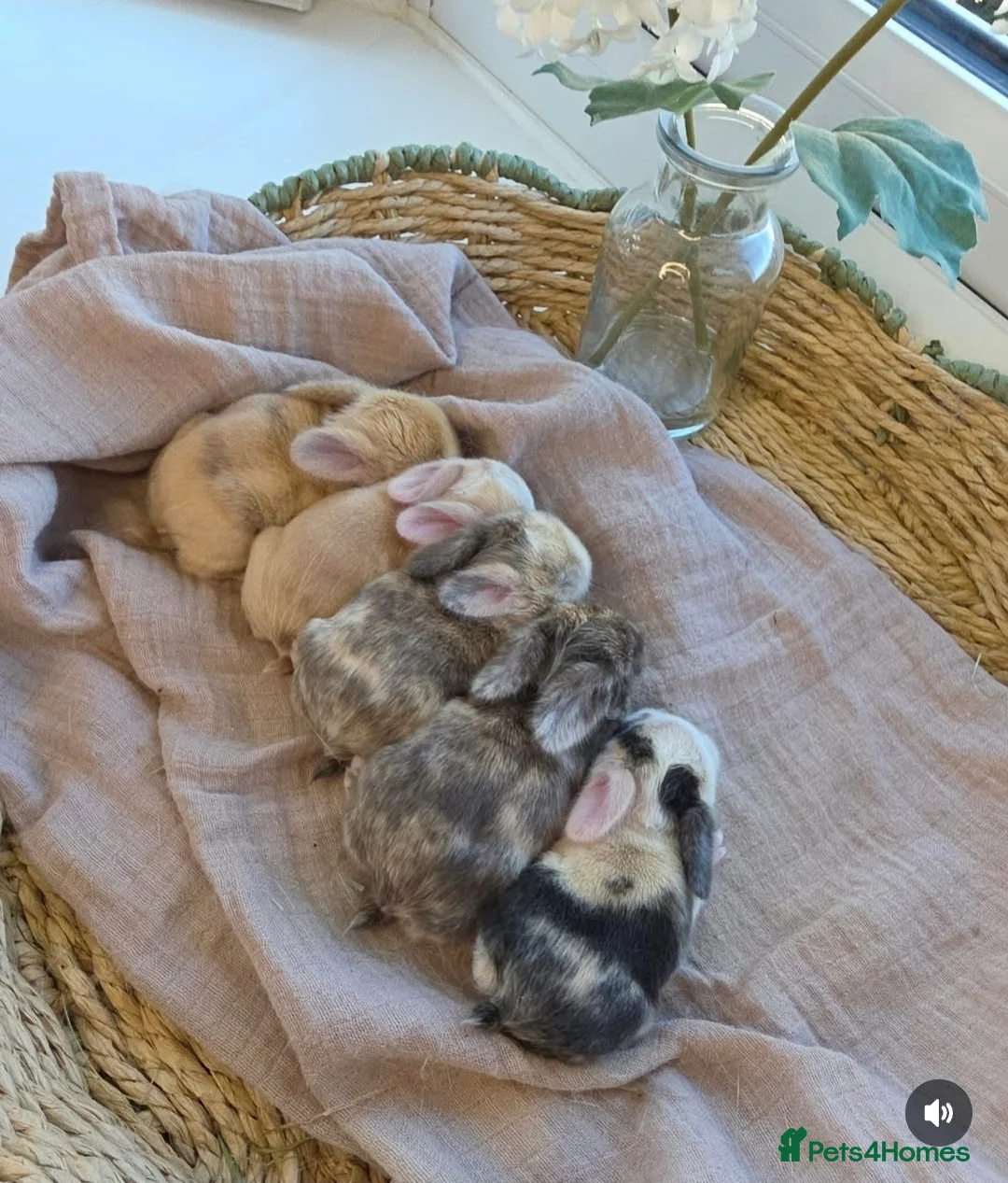 Mini Lop rabbits for sale: Gorgeous harli litter of pure bred mini lops - Advert 1