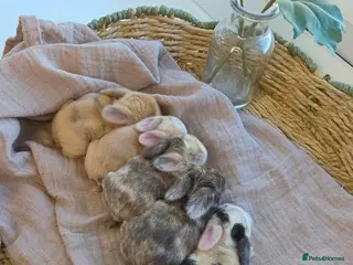 Mini Lop rabbits for sale: Gorgeous harli litter of pure bred mini lops - Advert 4