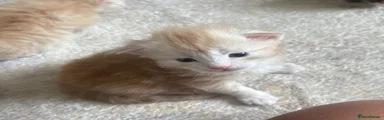 Maine Coon Kitten 3