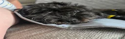 Shihpoo dogs for sale: ✨ F1B Shihpoo Puppies Looking for Forever Families - Advert 22