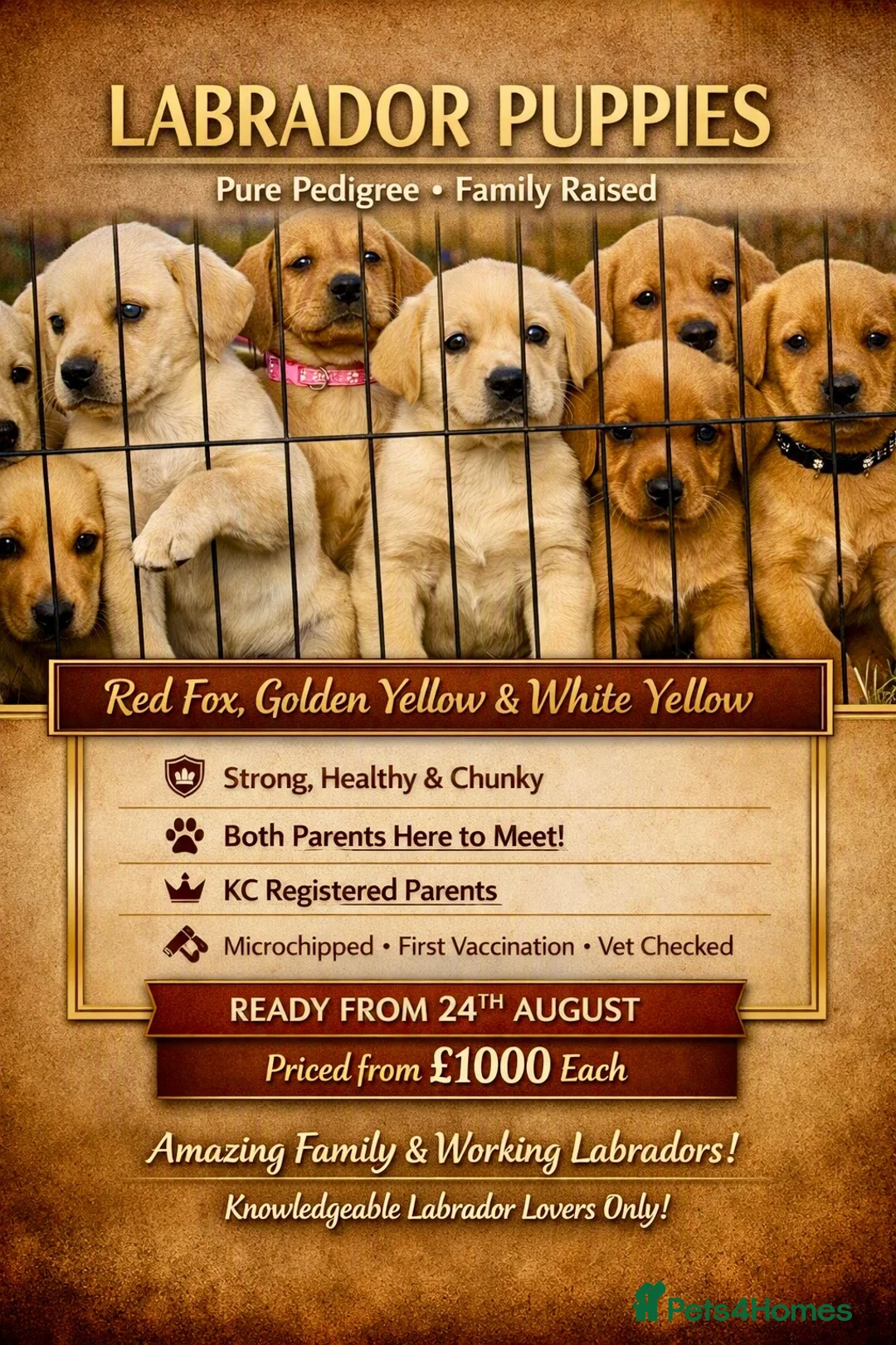 Labrador Retriever dogs for sale: SUPERB, HEALTHY, CHUNKY, FAMILY RAISED LABRADORS  - Advert 1
