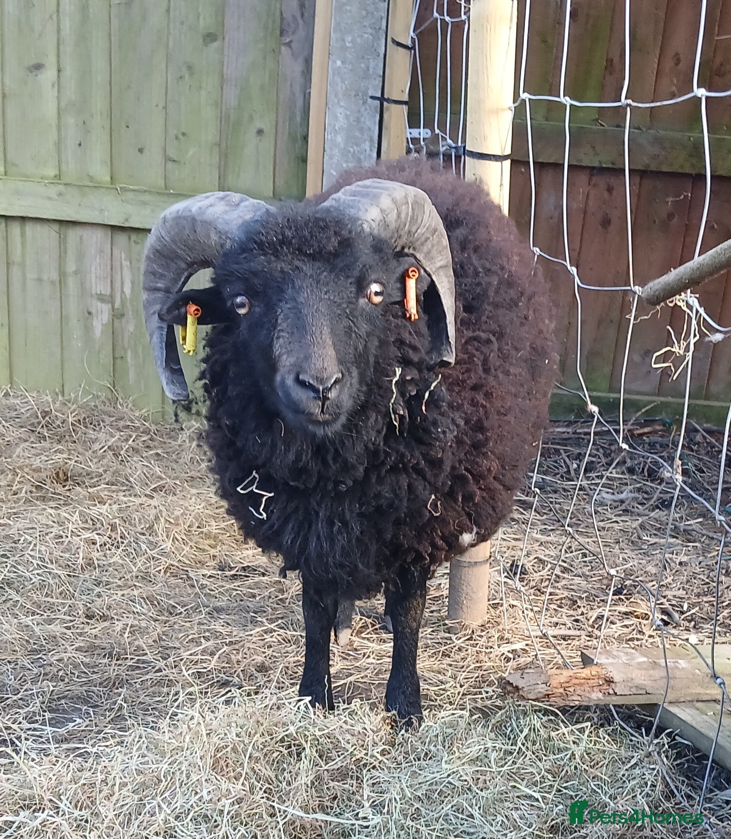 Sheep livestock for sale: Miniature Ouessant ram and lambs  in Wrexham - Advert 2