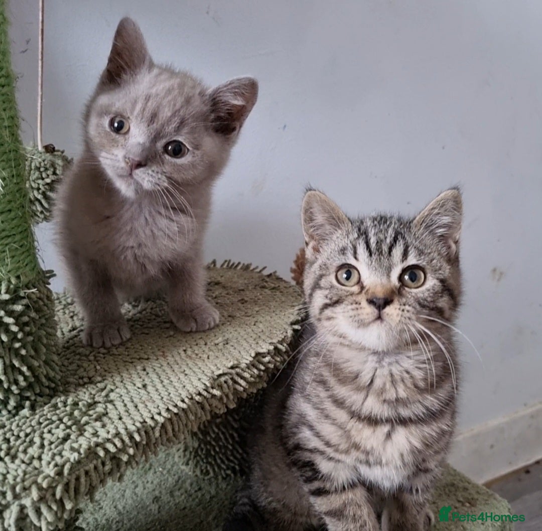 British Shorthair cats for sale: Stunning stripy British shorthair in Eastbourne - Image 4