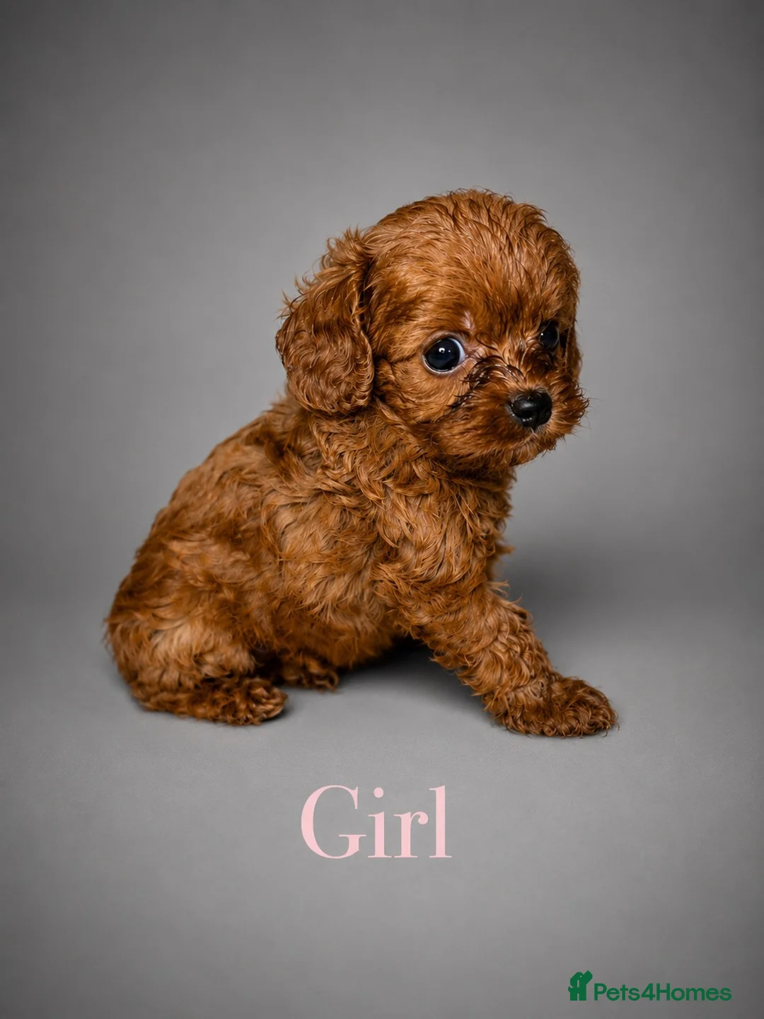 Cavapoo dogs for sale: Gorgeous Toy Cavapoo Puppies Available ❤️ - Advert 1
