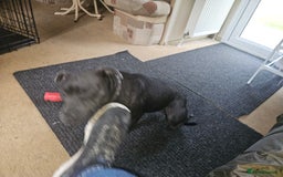 Staffordshire Bull Terrier dogs for sale: Blue staffordshire bull terriors - Image 10