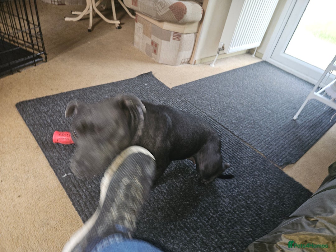Staffordshire Bull Terrier dogs for sale: Blue staffordshire bull terriors - Image 10