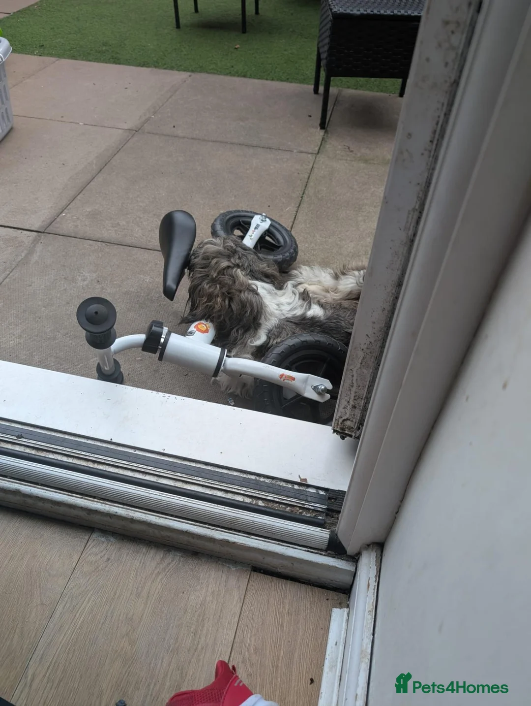 Shih Tzu dogs for sale: Shih tzu in Stratford-upon-Avon - Advert 2