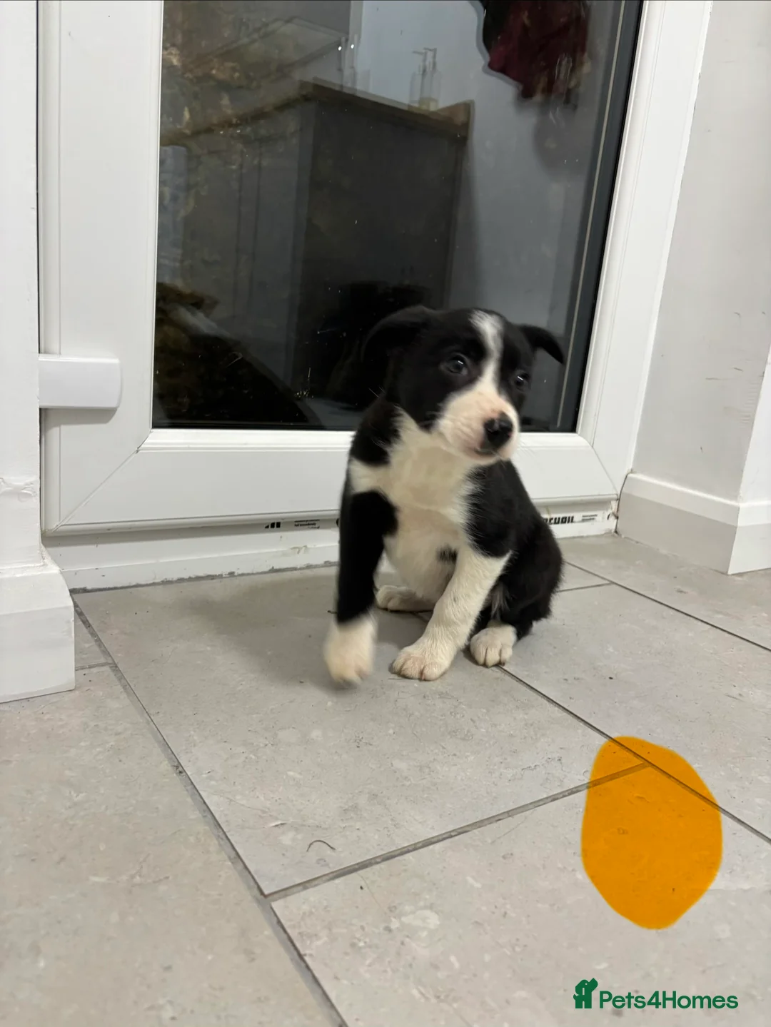 Border Collie dogs for sale: Border Collie puppies for sale - Advert 8