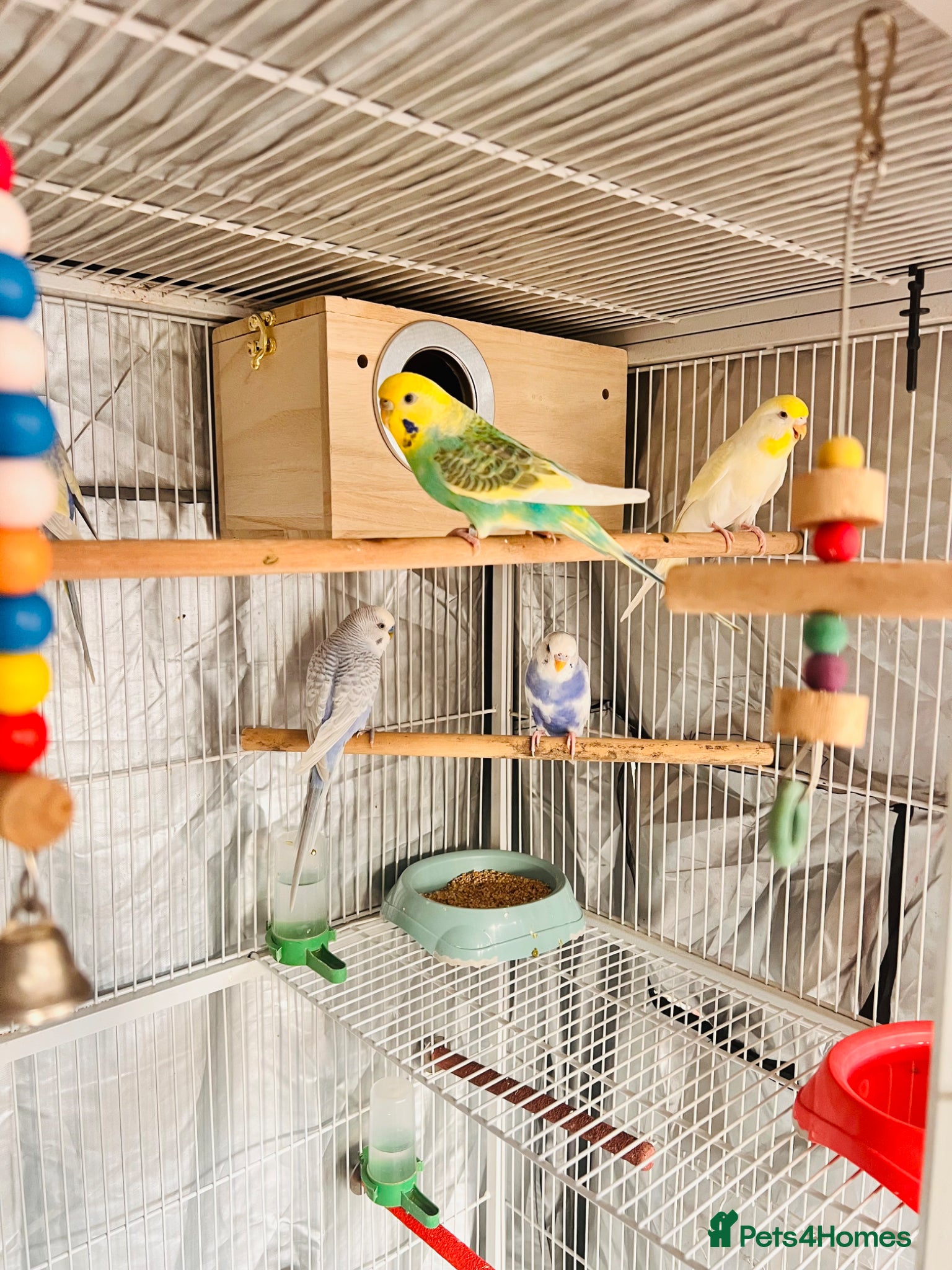 Budgerigars birds 6 Beautiful Budgies for Sale Including Cage & Food - Advert 7