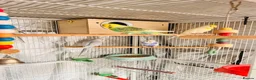 Budgerigars birds for sale: 6 Beautiful Budgies for Sale Including Cage & Food in Stevenage - Advert 1