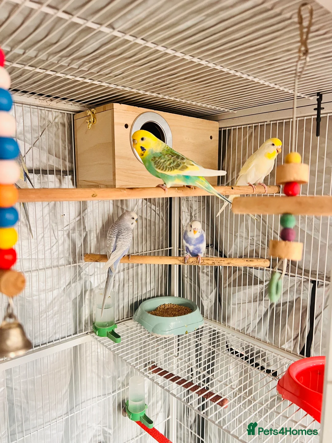 Budgerigars birds for sale: 6 Beautiful Budgies for Sale Including Cage & Food in Stevenage - Advert 1