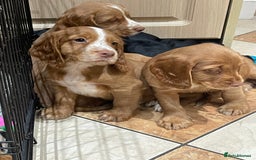 Cocker Spaniel dogs for sale: Cocker spaniel puppies  - Image 6