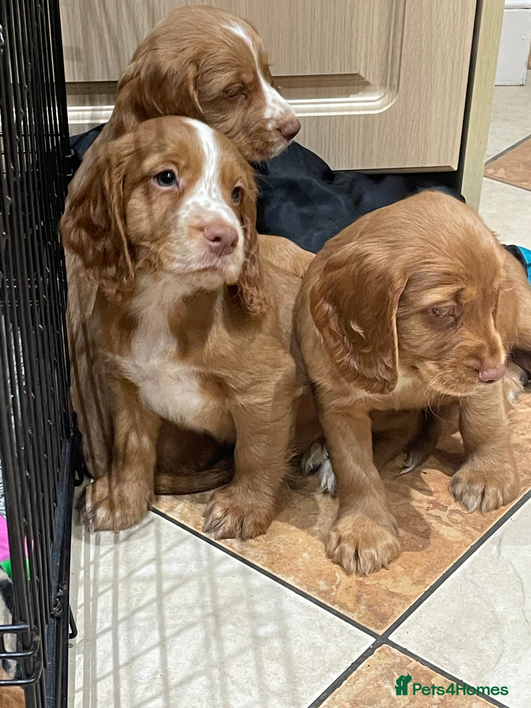 Cocker Spaniel dogs for sale: Cocker spaniel puppies  - Image 6