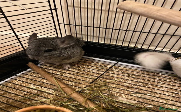 Chinchilla rodents - Advert 3