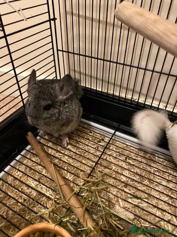 Chinchilla rodents - Advert 3