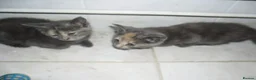 Mixed Breed cats for sale: 5 BEAUTIFUL KITTENS FOR SALE - Advert 4