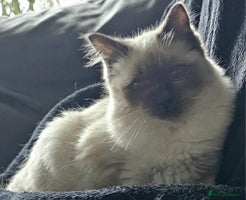 Ragdoll cats ONE FEMALE KITTEN FOR SALE. Due to timewasters. - Advert 4