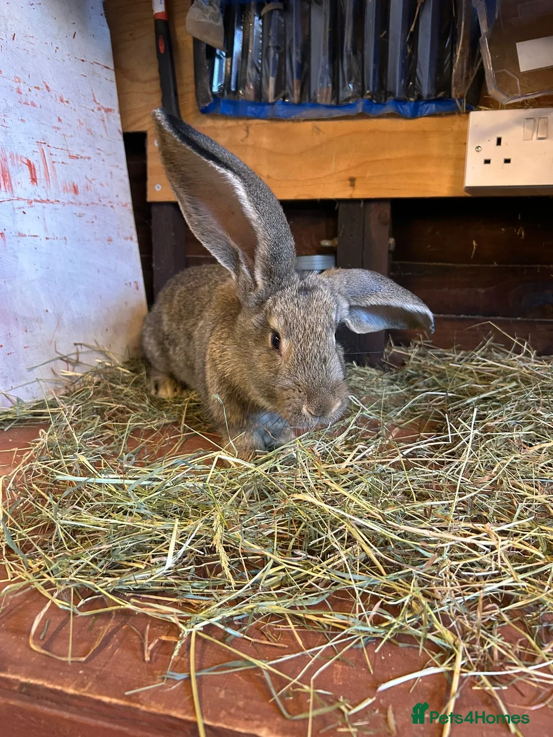 Mixed Breed rabbits for sale: Continental Giant baby bunnie in Wallingford - Advert 12