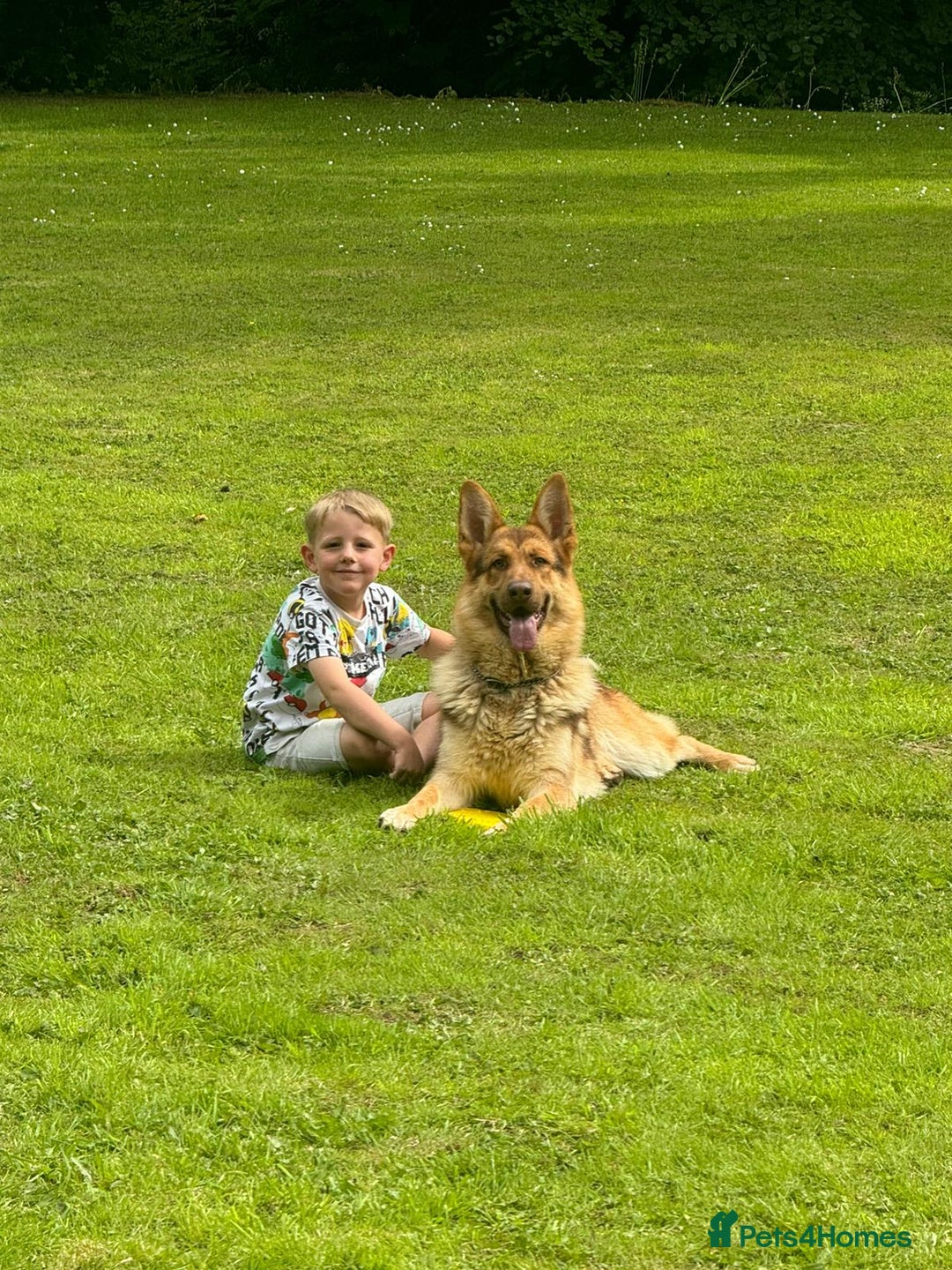 German Shepherd dogs for sale: Rare colours straight backed german shepherds - Advert 26