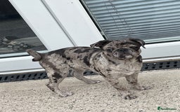 Pug dogs for sale: Beautiful female Pug - Image 11