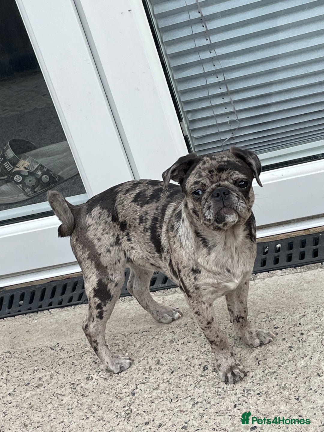 Pug dogs for sale: Beautiful female Pug - Image 11
