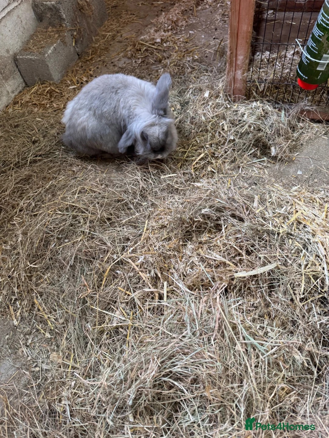Dwarf Lop rabbits for sale: Benjamin bunny in Ormskirk - Advert 3