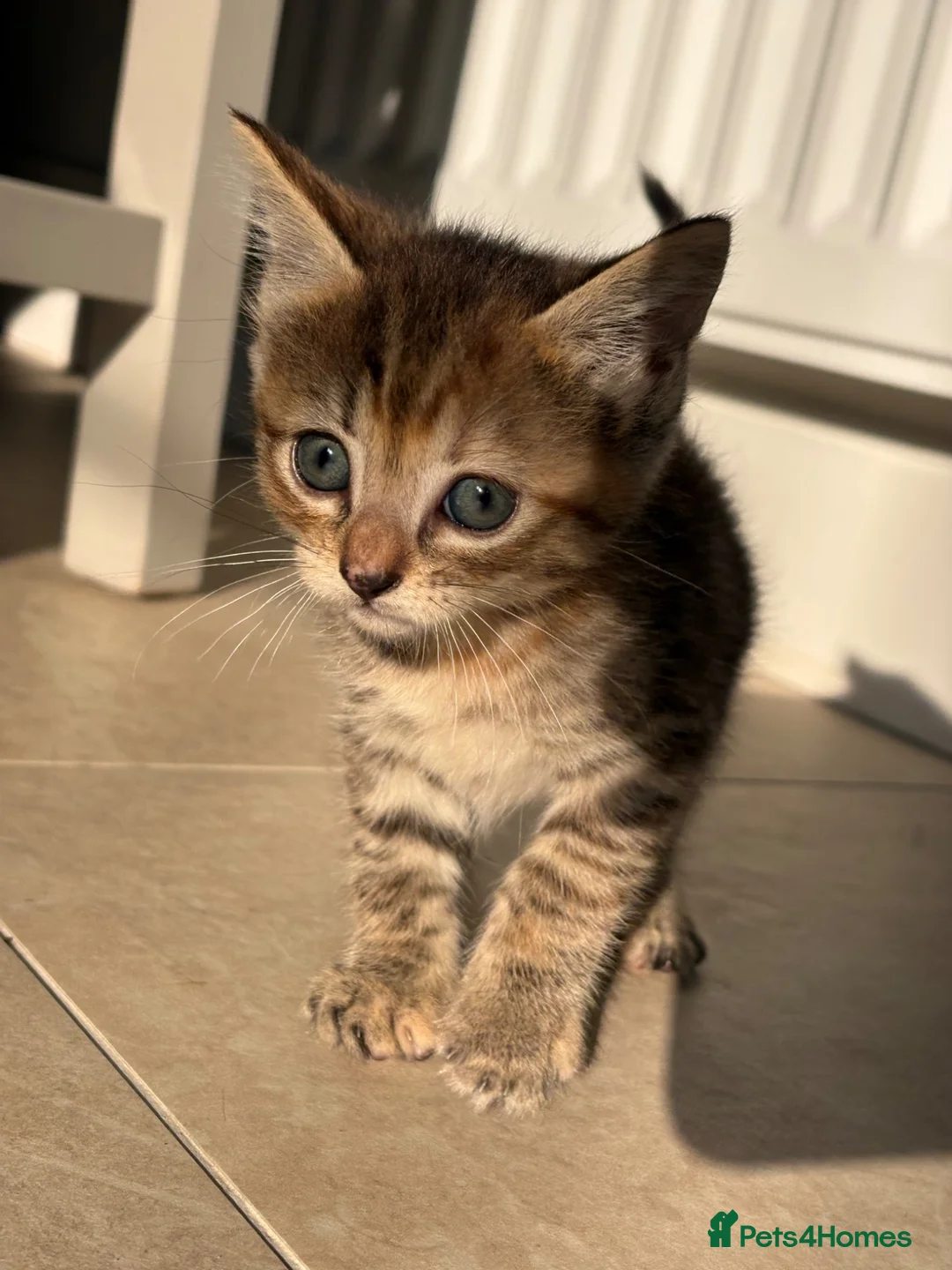 Mixed Breed cats for sale: 6 week old tabby kitten- maisy - Advert 4