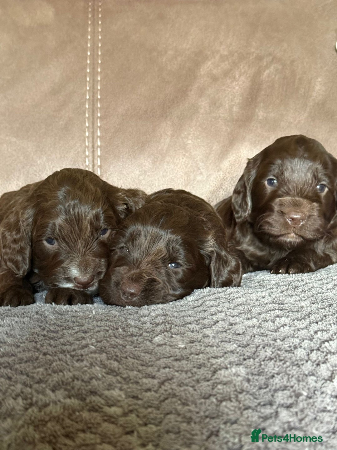 Cockapoo dogs for sale: F1 Cockapoos 5⭐️ Licensed Breeder Fully DNA Tested - Advert 3