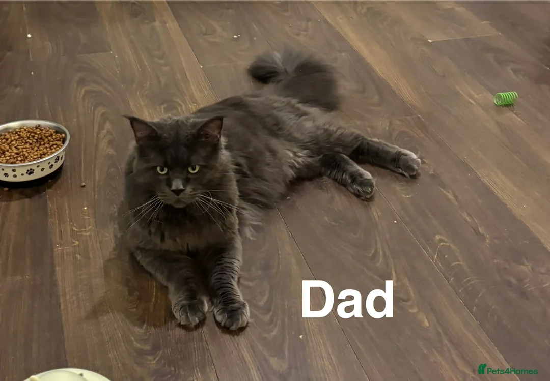 Maine Coon cats for sale: Maine coon boys - Advert 14