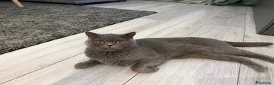 British Shorthair 1