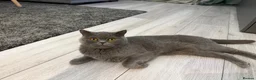 British Shorthair cats for sale: britsh short hair - Advert 8