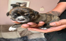 Mixed Breed dogs for sale: Cane corso x rottie - Image 10