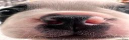 Boston Terrier dogs for sale: Boston for sale - Advert 6