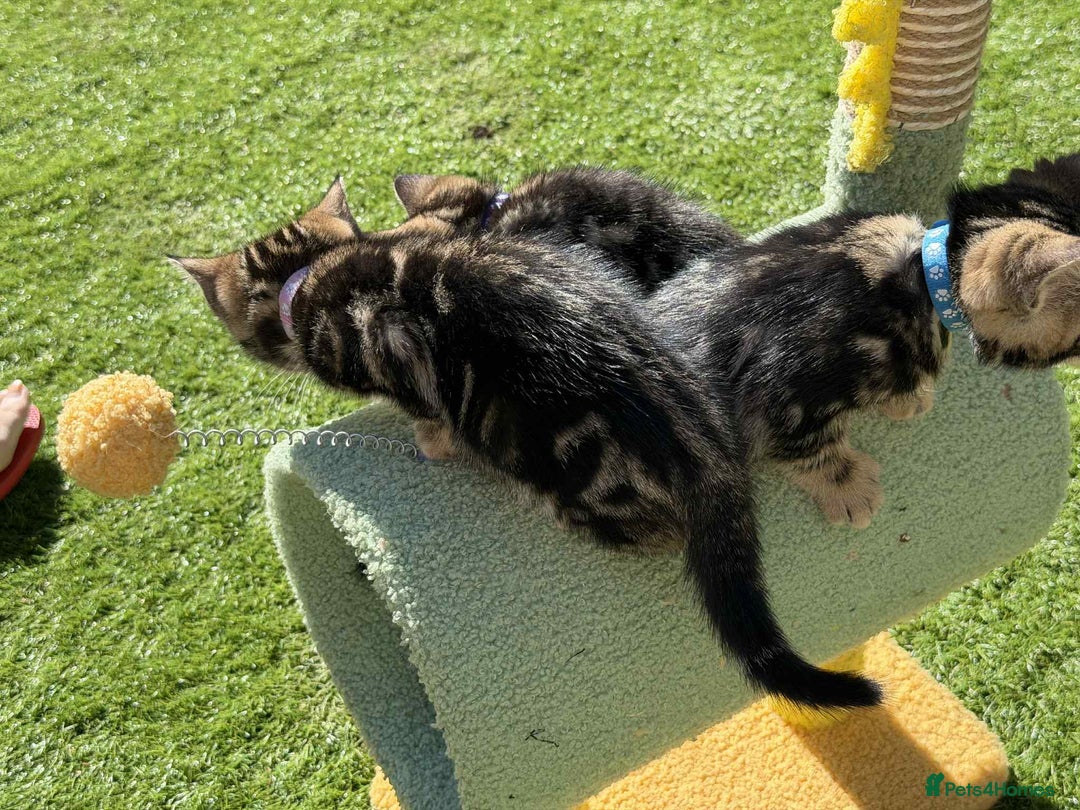 Bengal cats for sale: Bengal Cloud kittens / Maine coon - Image 2