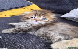 Scottish Fold cats for sale: 1 fold 2 straight Scottish darlings  - Image 18