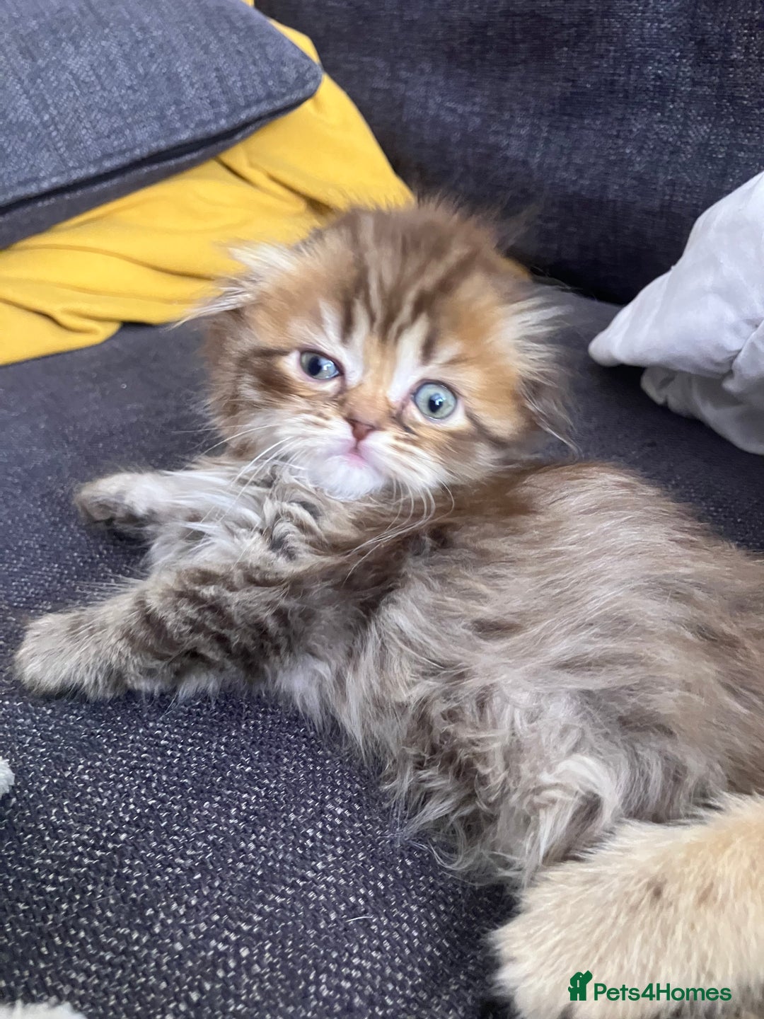 Scottish Fold cats for sale: 1 fold 2 straight Scottish darlings  - Image 18