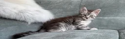 Maine Coon cats for sale: 3 Gorgeous TICA Registered Mainecoon kittens  - Advert 10