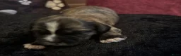 Zuchon dogs for sale: Zuchon puppies looking for forever home £650 in Brentwood - Advert 16
