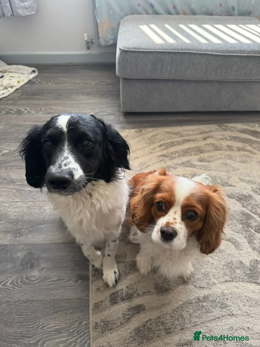 Cockalier dogs for sale: Cavalier king Charles spaniel x cocker spaniel  - Advert 2