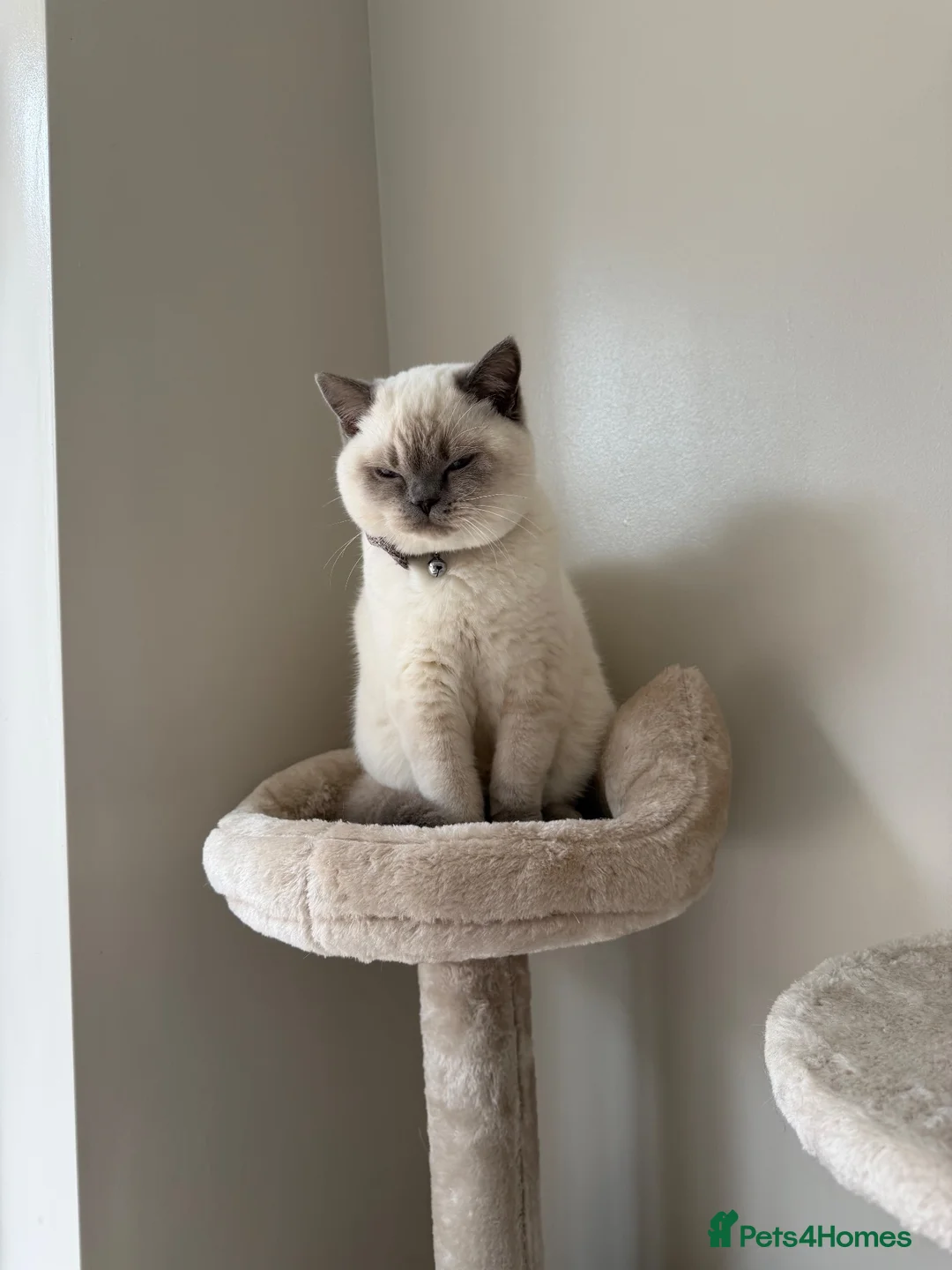 British Shorthair cats for sale: British short hair  in Birmingham - Advert 4