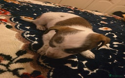 Chihuahua dogs for sale: Lovely Chihuahua Puppies looking for a Loving Home - Image 3