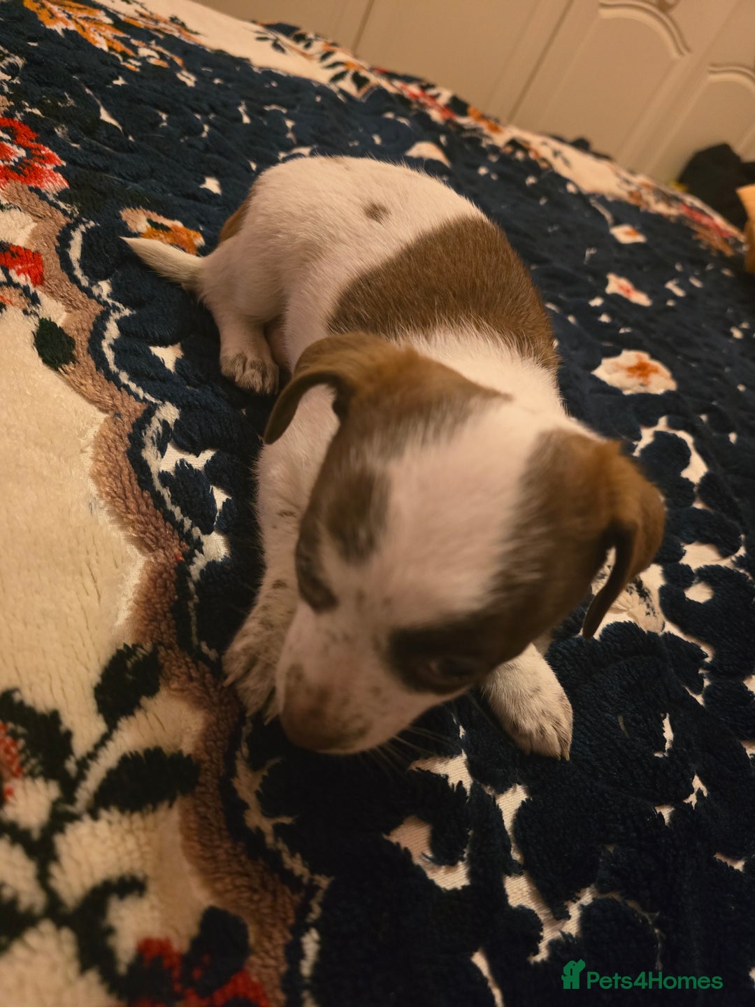 Chihuahua dogs for sale: Lovely Chihuahua Puppies looking for a Loving Home - Image 3